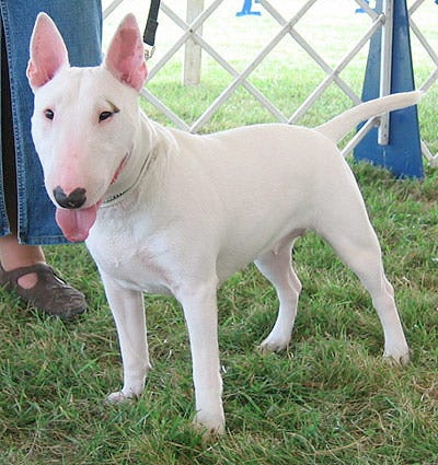 Unusual 2024 terrier breeds